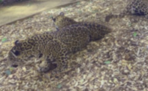 狮子豹子与狼的新寓言故事