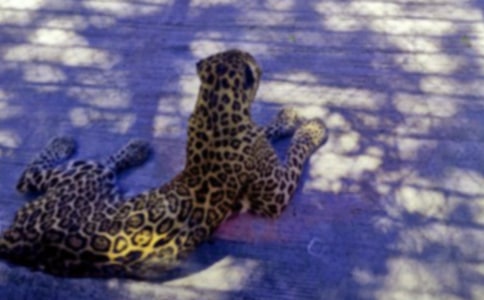 “怪人”吃了“熊心豹子胆”