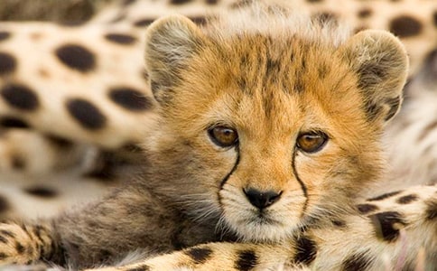 豹子身上的黑斑