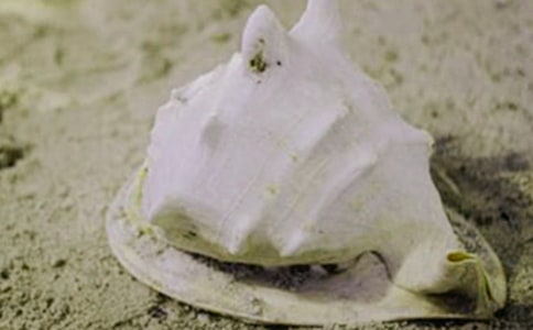 �и��μ�������ζ��ʲô