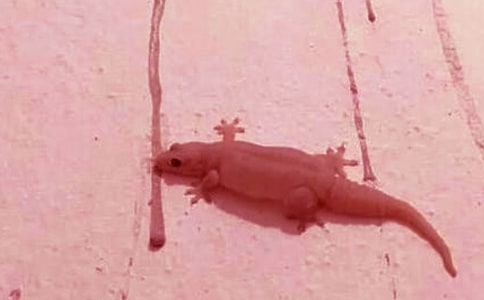 《小壁虎借尾巴》说课稿(通用7篇)