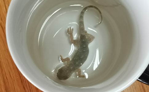 关于壁虎的作文(精选21篇)