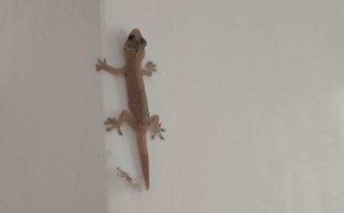 һ�꼶�²ᡶС�ڻ���β�͡����θ巶��