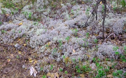 ����Сѧ����