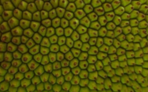 家乡的菠萝蜜六年级作文