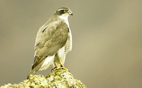 ����ͯ������:��Ⱥ��Ĳ�ӥ