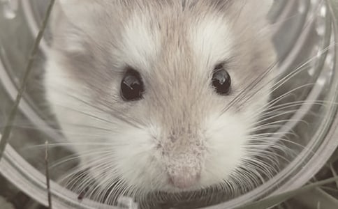 ʵ�õ�С�������꼶���ĺϼ�ʮƪ