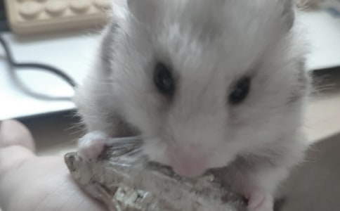 我的小仓鼠六年级作文