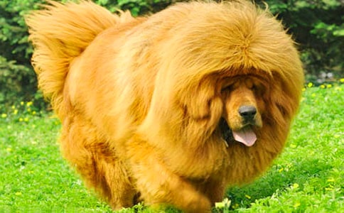 ��ҡ�����ᡷ�ۺ��450��