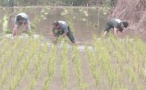 ����ɢ�����