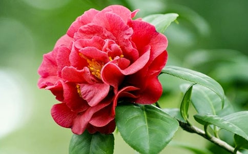 ɽ�軨����300�����꼶�²�