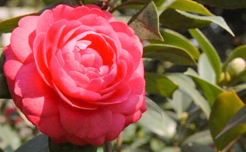 关于茶花三年级作文七篇