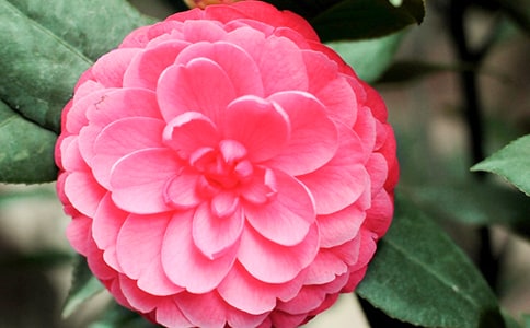 �������軨�㡷�и�