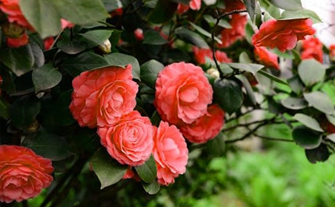 ��һ���軨��ɢ��