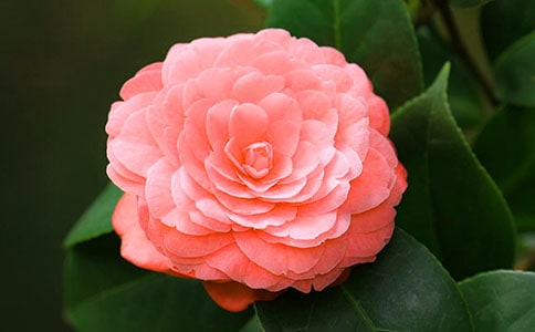 茶花三年级作文300字锦集八篇