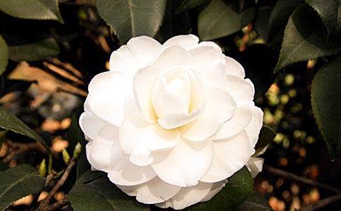 山茶花外形作文_小学生作文