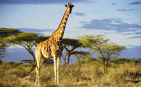 �����׳���¹��˵�θ巶��