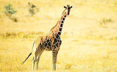 ����¹���ڹ��˯ǰ����