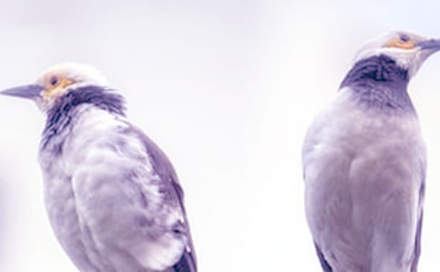 四年级吵架的作文