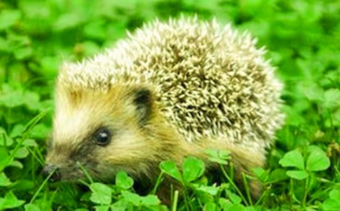 ��⬵Ĺ�������