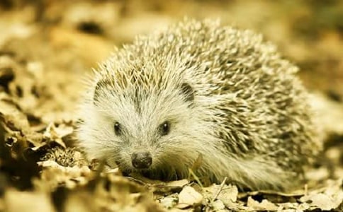 ��⬹ۺ�У�ͨ��5ƪ��