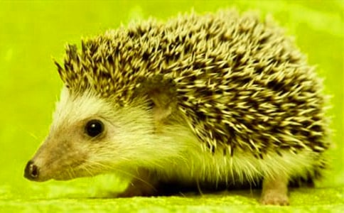 ʵ�õ�С������꼶����3ƪ