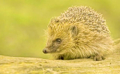 �������Ů�����ɶ����и�����