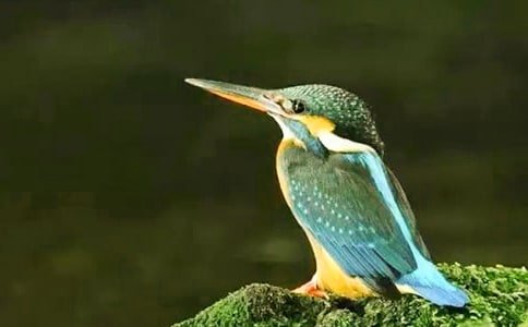 �˽̰����꼶�����²ᡶ���񡷽�ѧ��˼