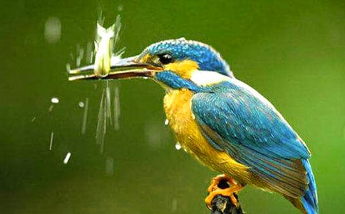 《翠鸟》教学设计