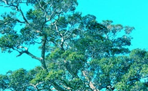 �������񼪶���ô����¡��и�