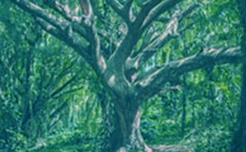 啄木鸟与大树的童话作文