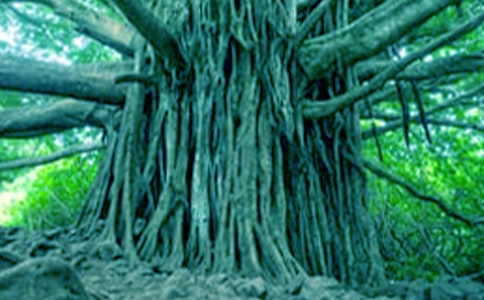 大树的作文【大全15篇】