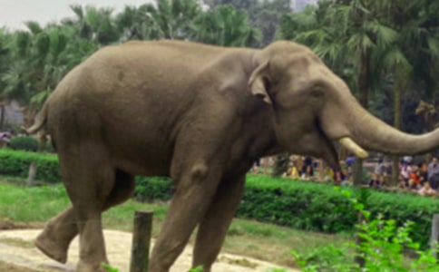 实用的大象童话作文300字六篇