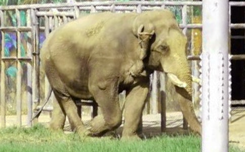 实用的大象童话作文300字