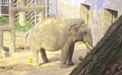 大象开澡堂六年级自编童话作文