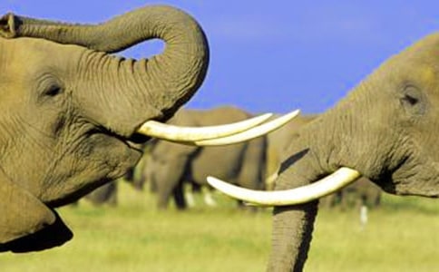 �ɰ��Ĵ������ģ�ͨ��23ƪ��