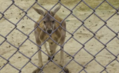 ��ͯԢ�Թ��¡�С����