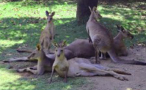 关于袋鼠的作文