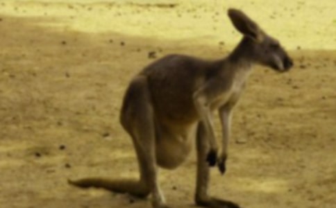 ����ĺ���