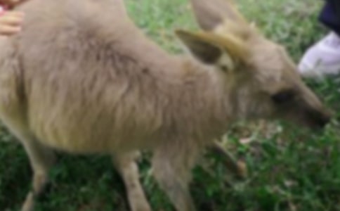 С�����ʦ���꼶ͯ��Ԣ������