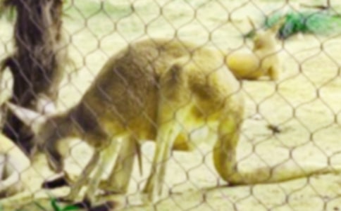 �Ǿ�С����Ķ���з���