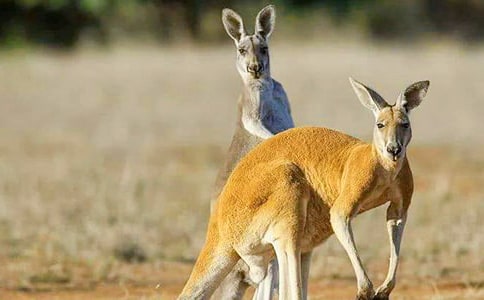 ��ȵ�С����