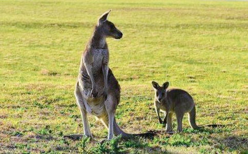 袋鼠和蜗牛作文(通用5篇)
