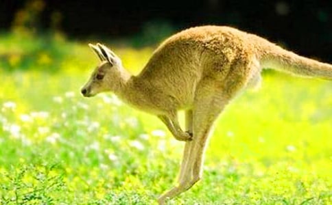 袋鼠进城睡前故事