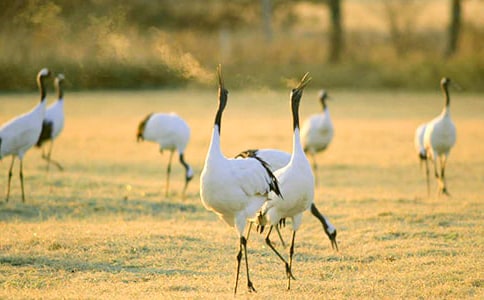 �����׵Ĺ������꼶���ķ���