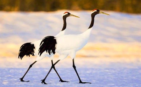 �������ĵ����ס��̰����