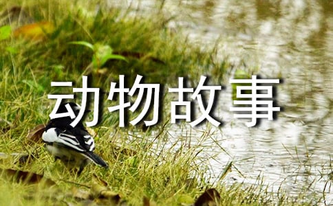 《西顿动物故事》读后感【集合】