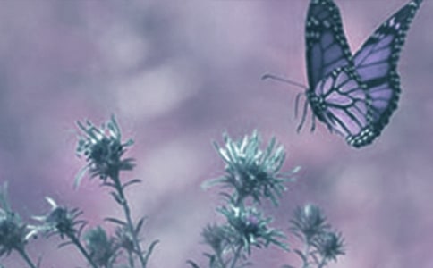 ���ڶ�ֲ��������ȫ