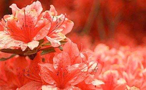 �ž黨��������