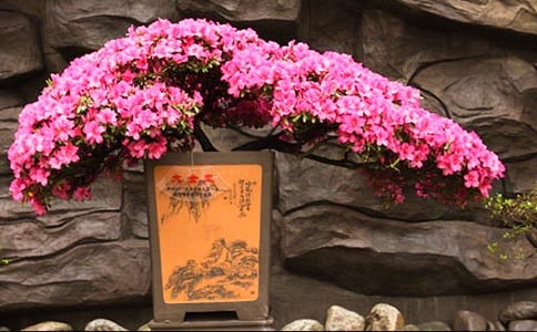 �ž黨����700��